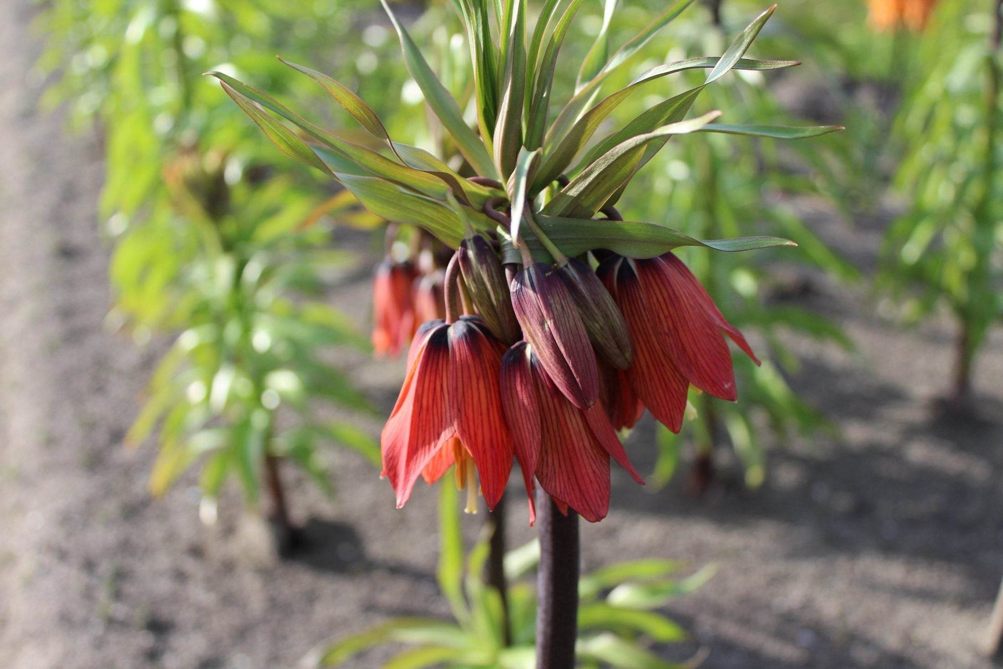 Kievitsbloem (Fritillaria) 'Rubra'