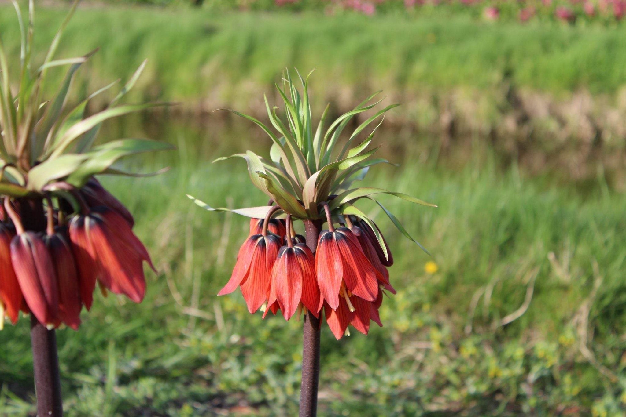 Kievitsbloem (Fritillaria) 'Rubra'