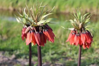 Kievitsbloem (Fritillaria) 'Rubra'
