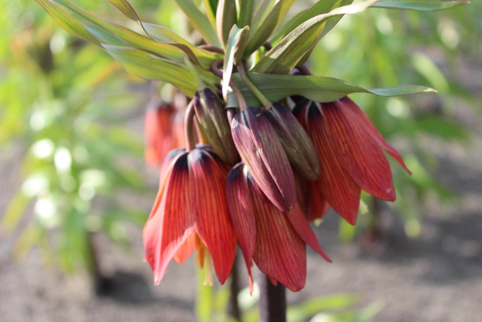 Kievitsbloem (Fritillaria) 'Rubra'