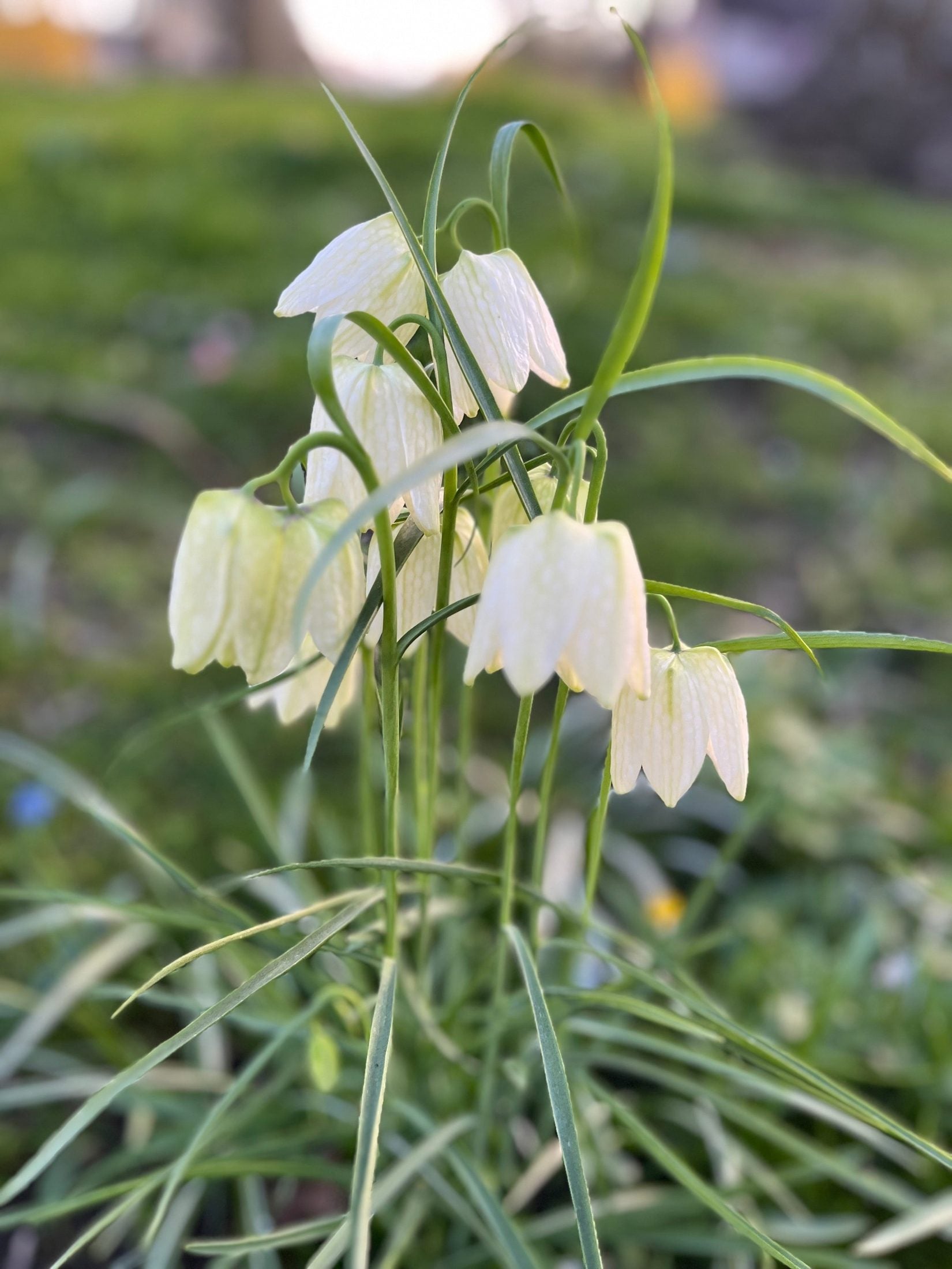 Kievitsbloem (Fritillaria meleagris) 'Alba'
