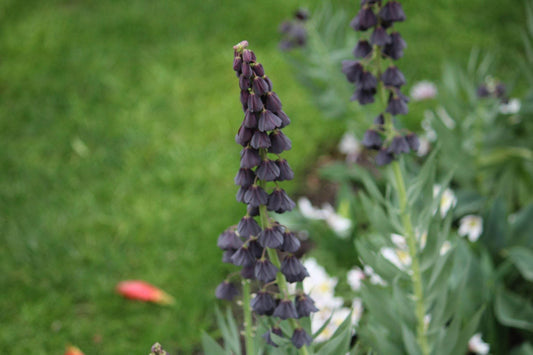 Kievitsbloem (Fritillaria) 'persica'