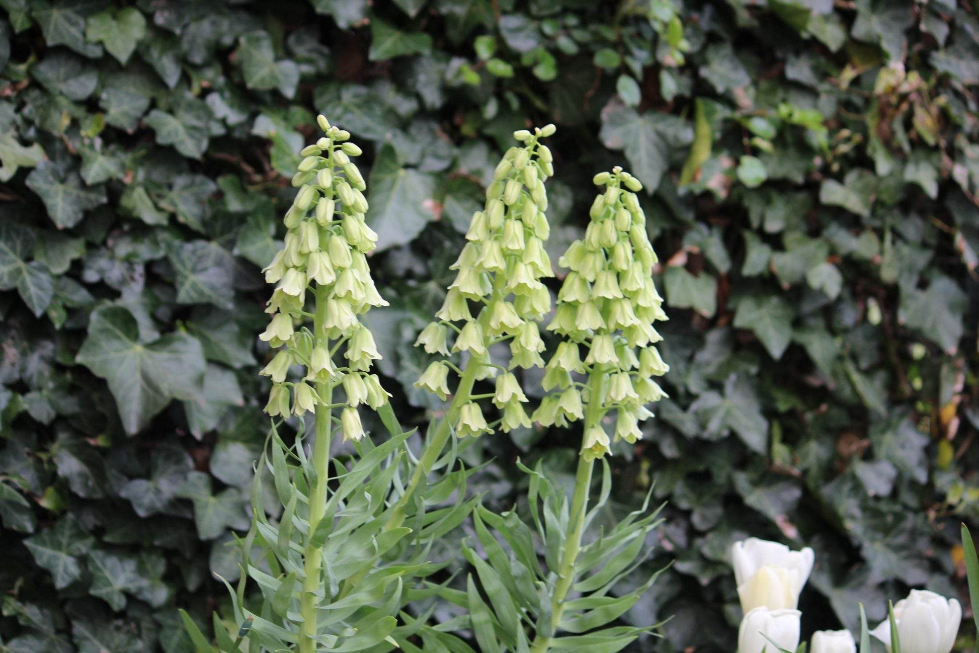 Kievitsbloem (Fritillaria persica) 'Ivory Bells'
