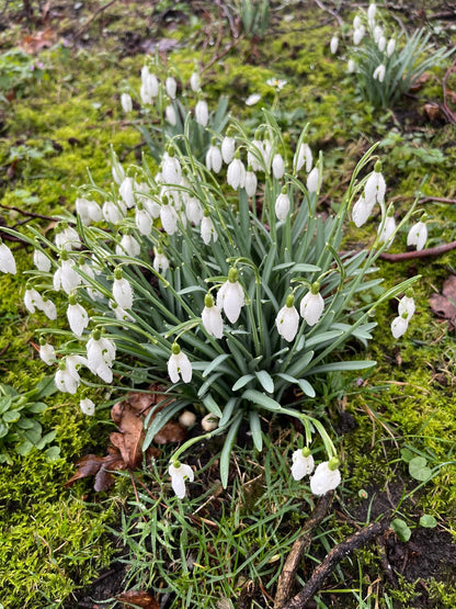 Galanthus 'Nivalis'