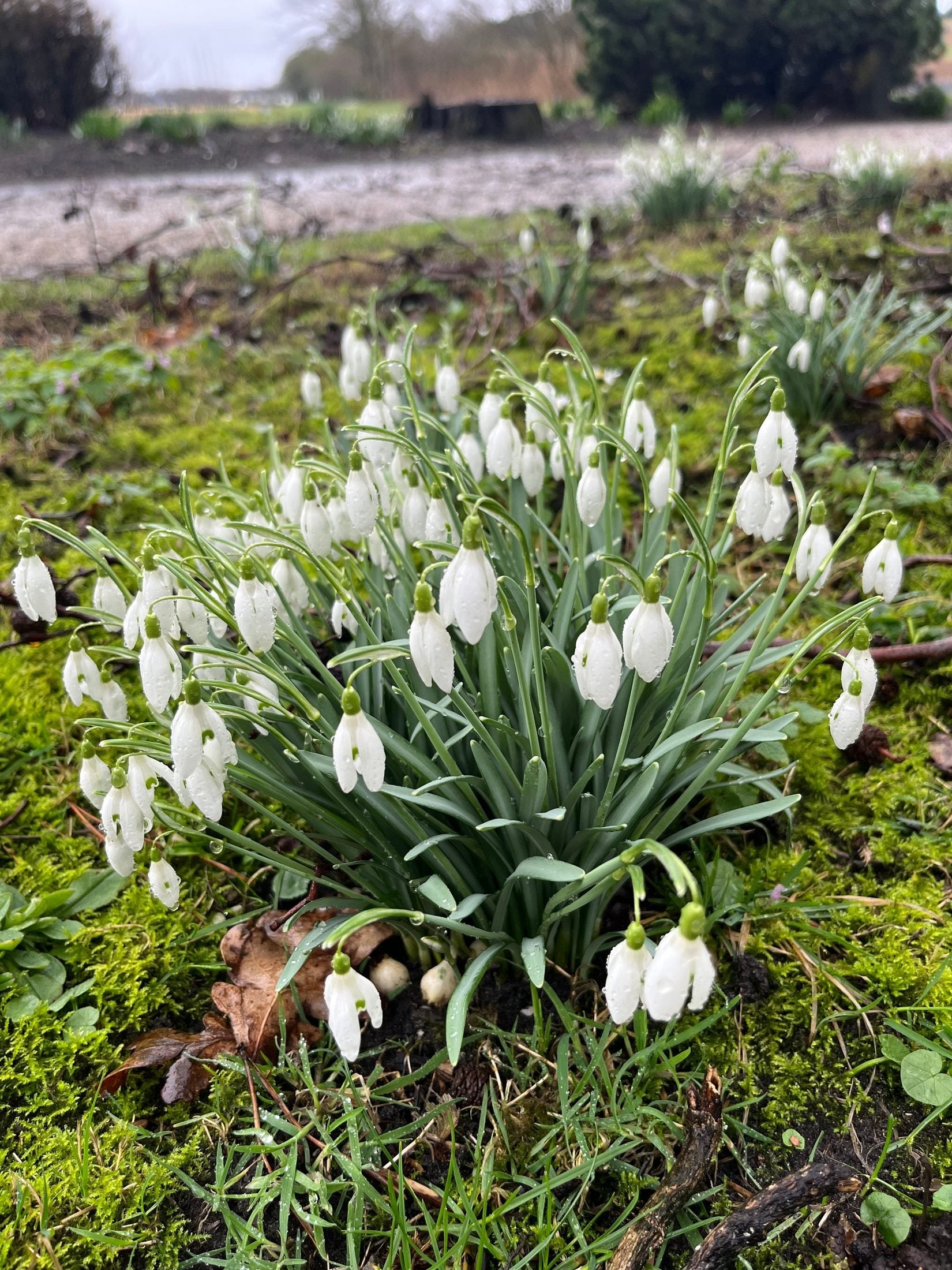 Galanthus 'Nivalis'