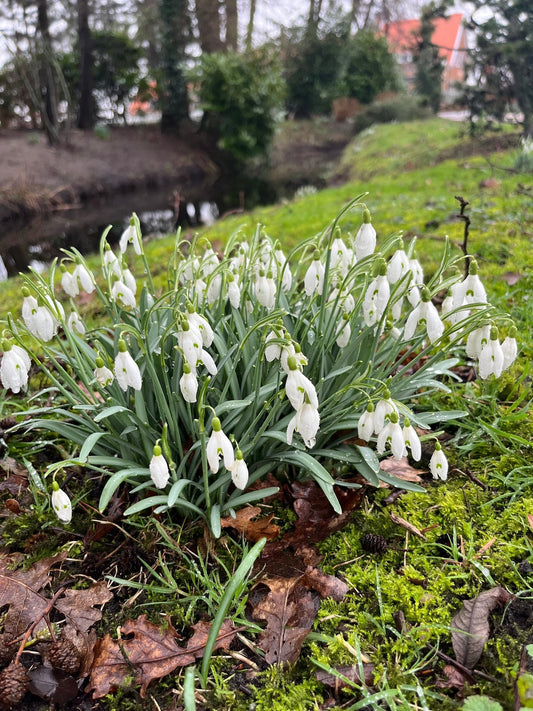 Galanthus 'Nivalis'