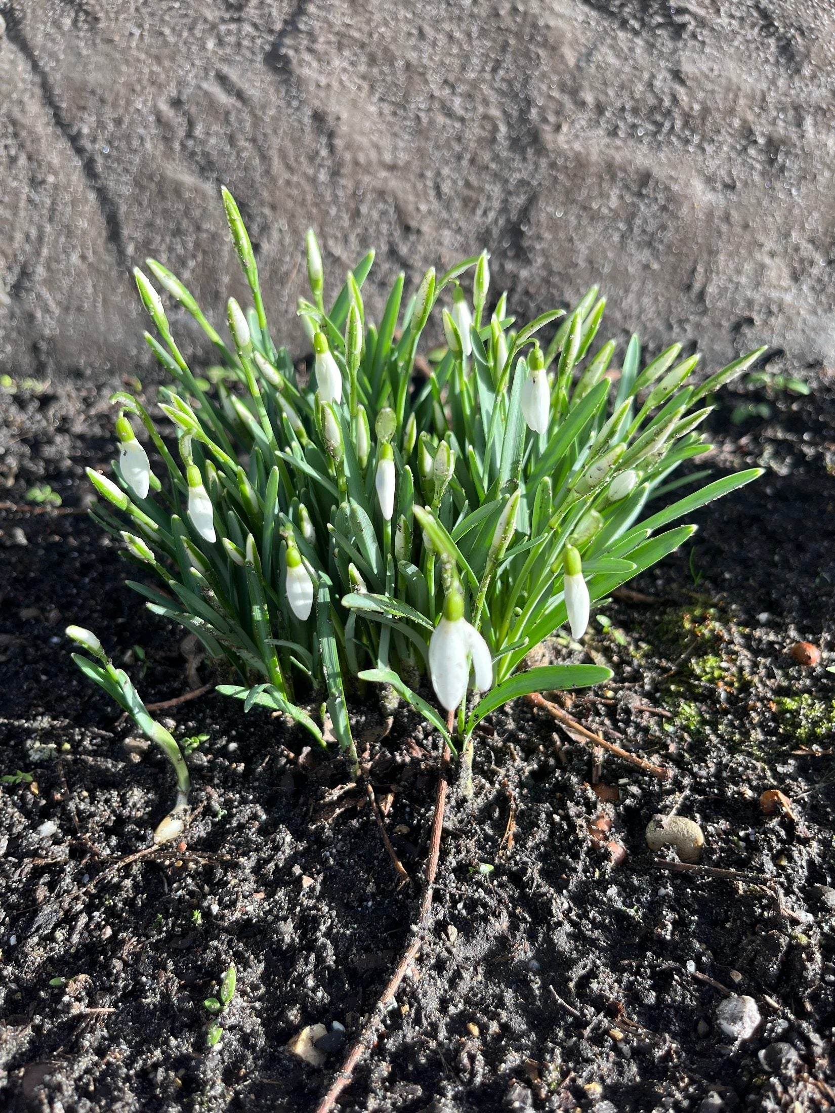 Galanthus 'elwesii'