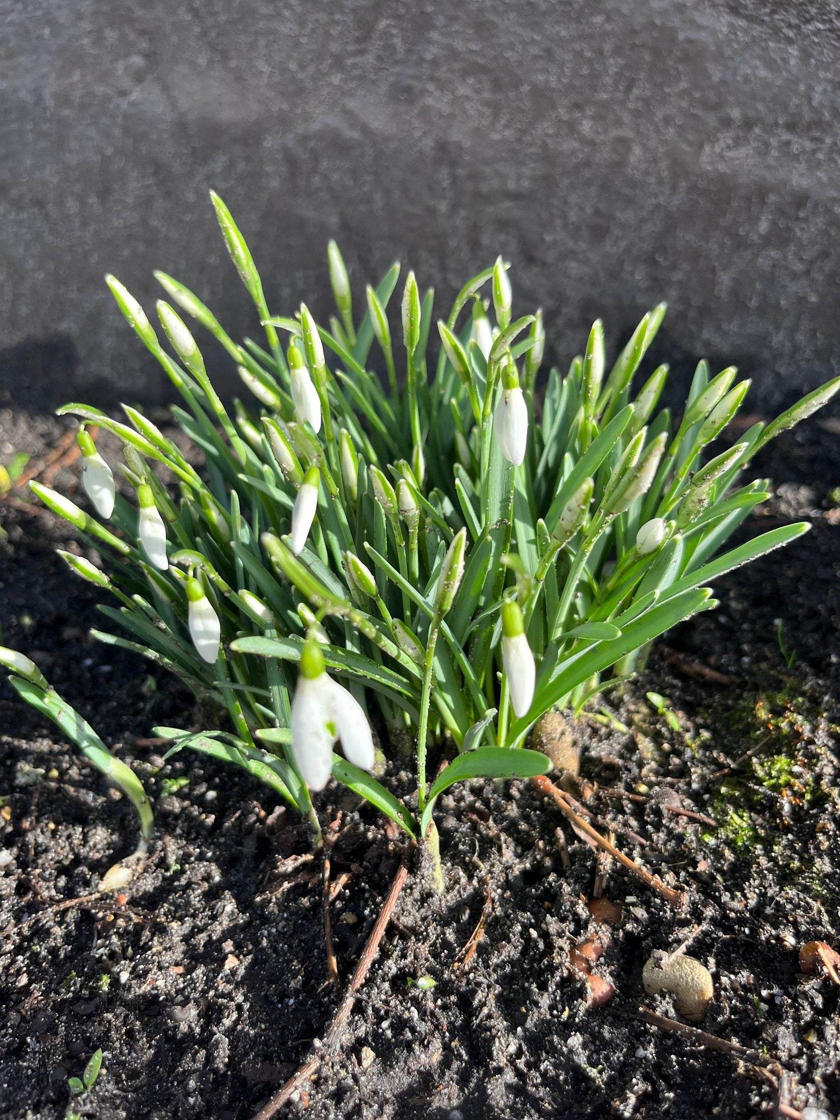 Galanthus 'elwesii'