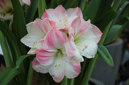 Amaryllis 'Cherry Bloss'