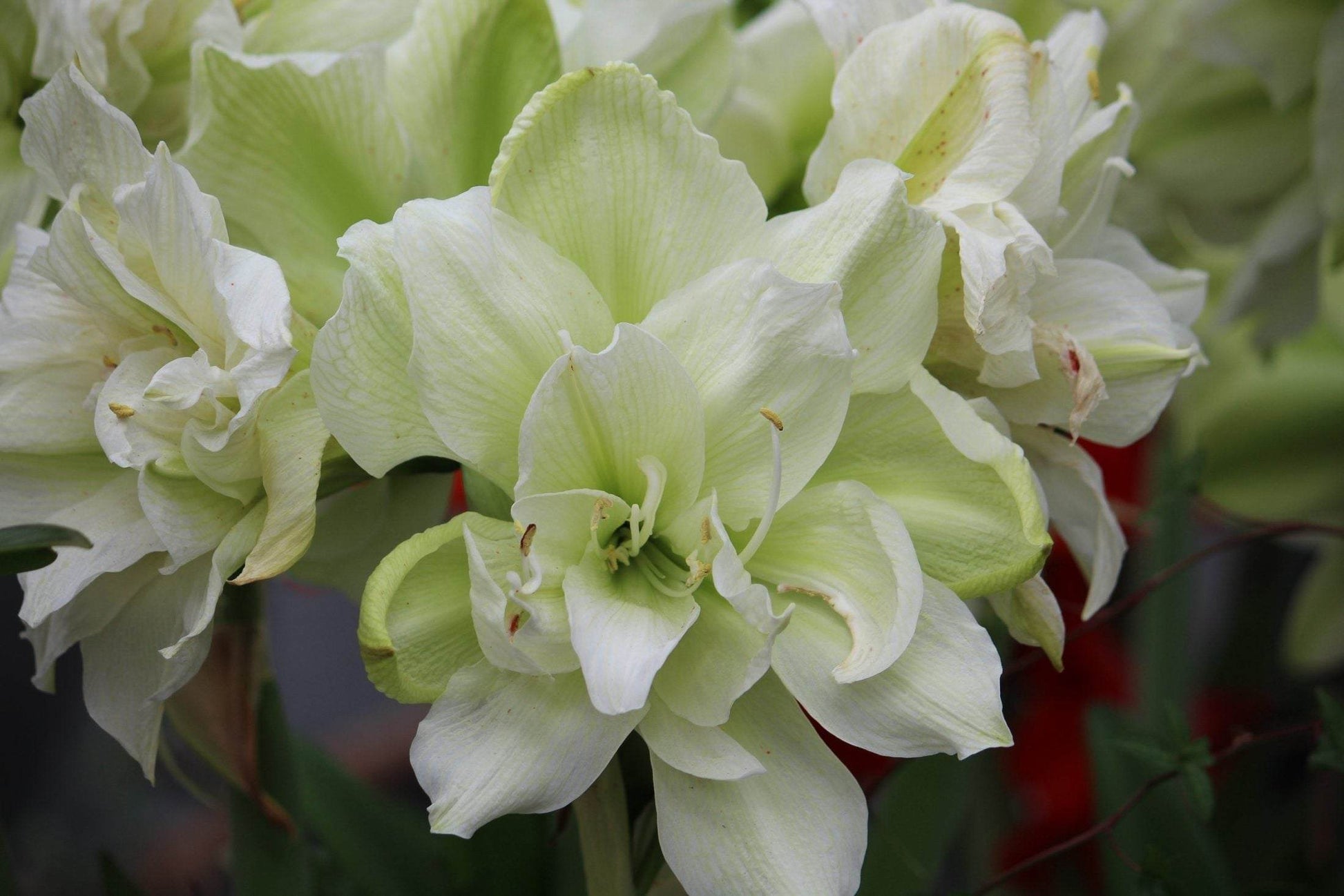 Amaryllis 'Picasso'