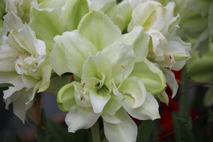 Amaryllis 'Picasso'