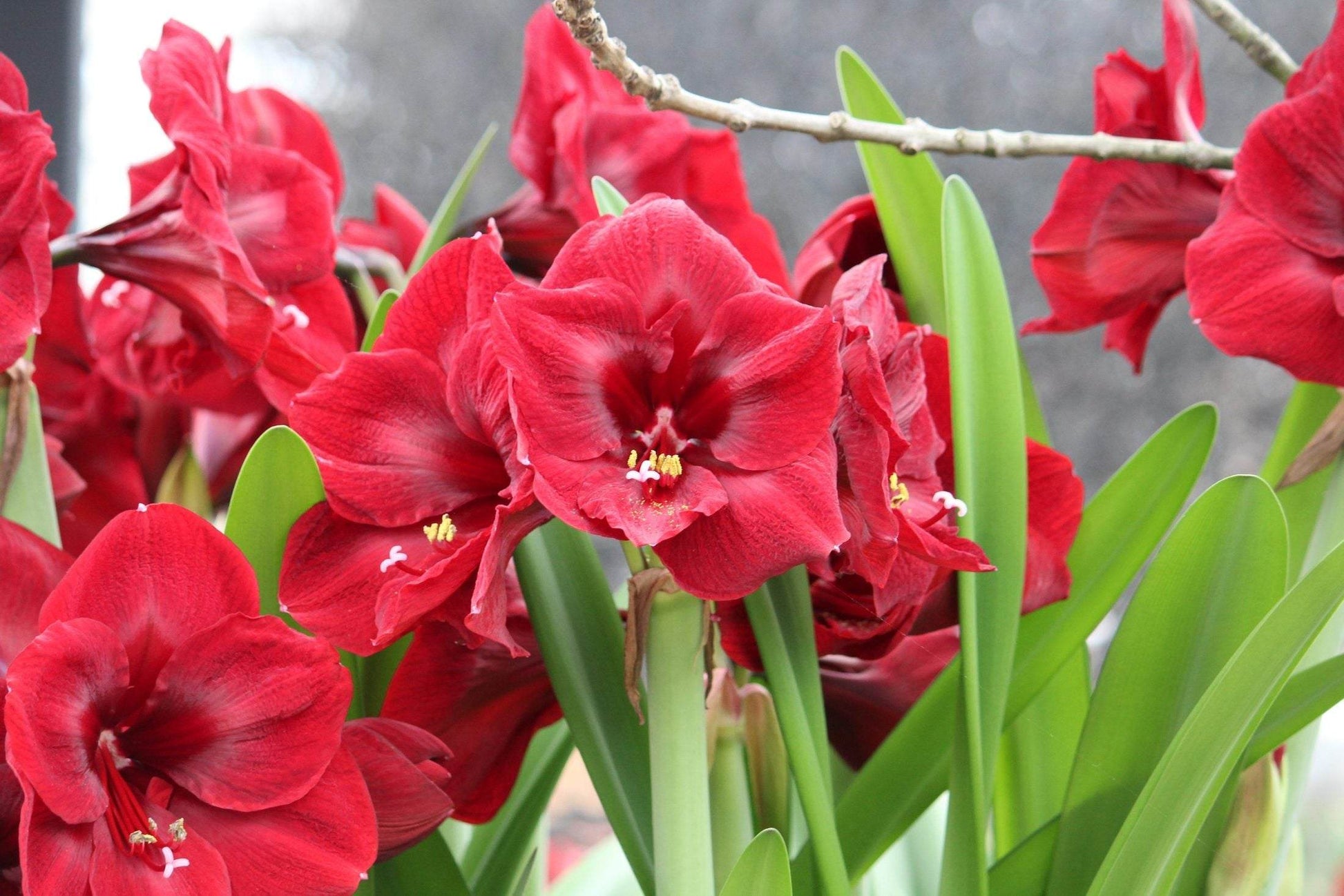 Amaryllis 'Red Pearl'