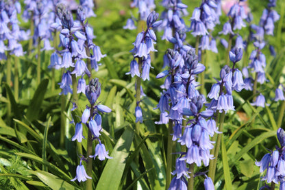 Hyacinthoides hispanica -blauw-