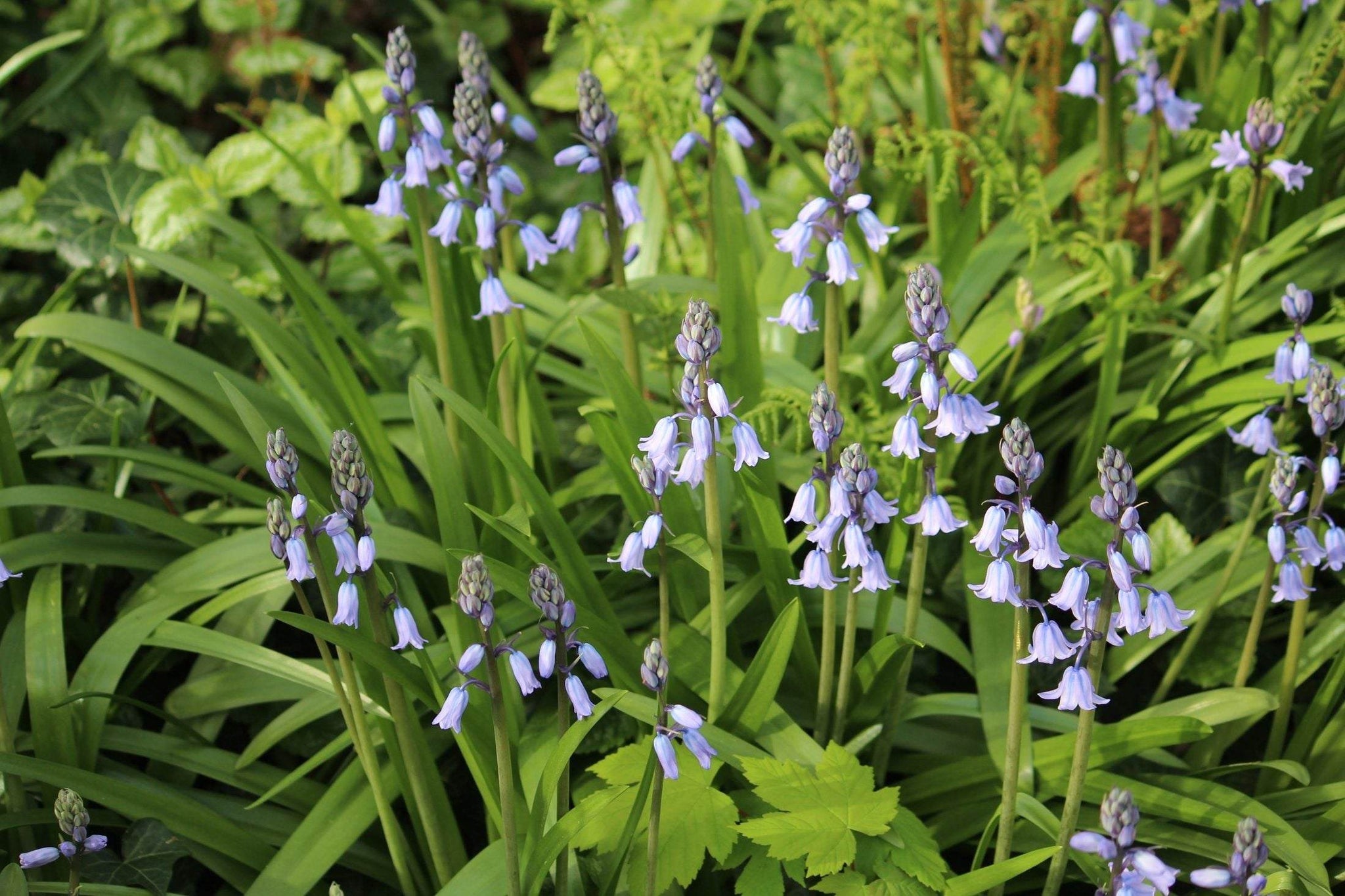 Hyacinthoides hispanica 'Bakkum's Blue'