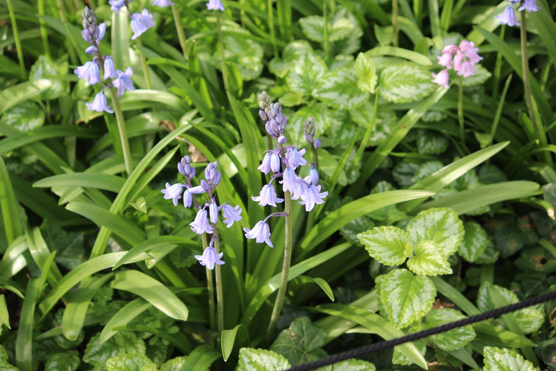 Hyacinthoides hispanica 'Bakkum's Blue'