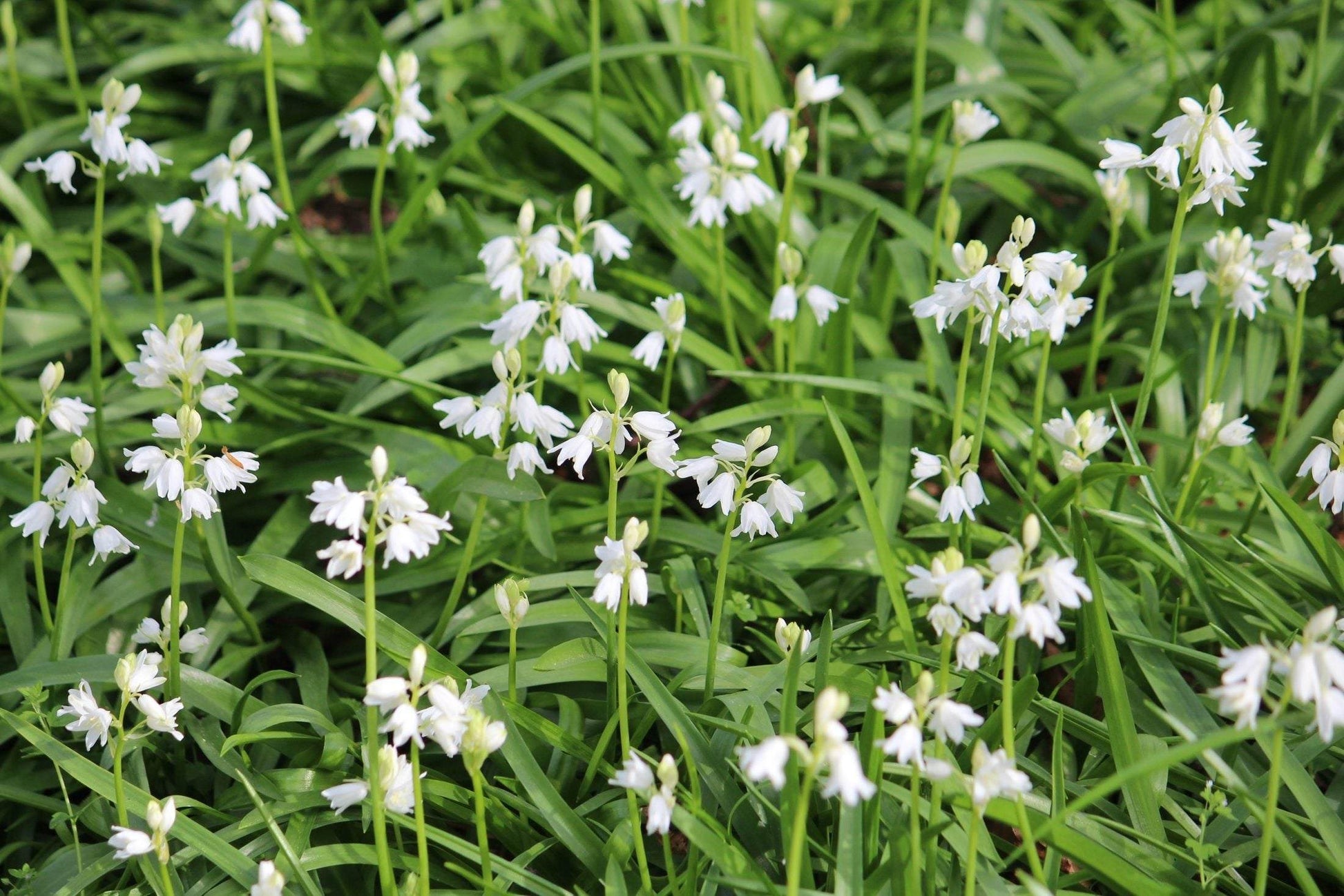 Hyacinthoides non-scripta 'Alba'