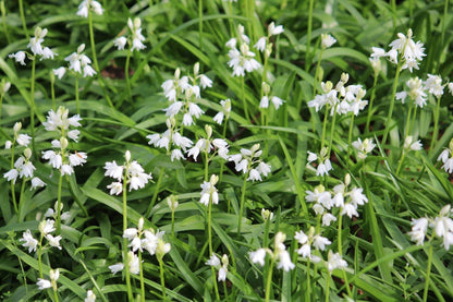Hyacinthoides non-scripta 'Alba'