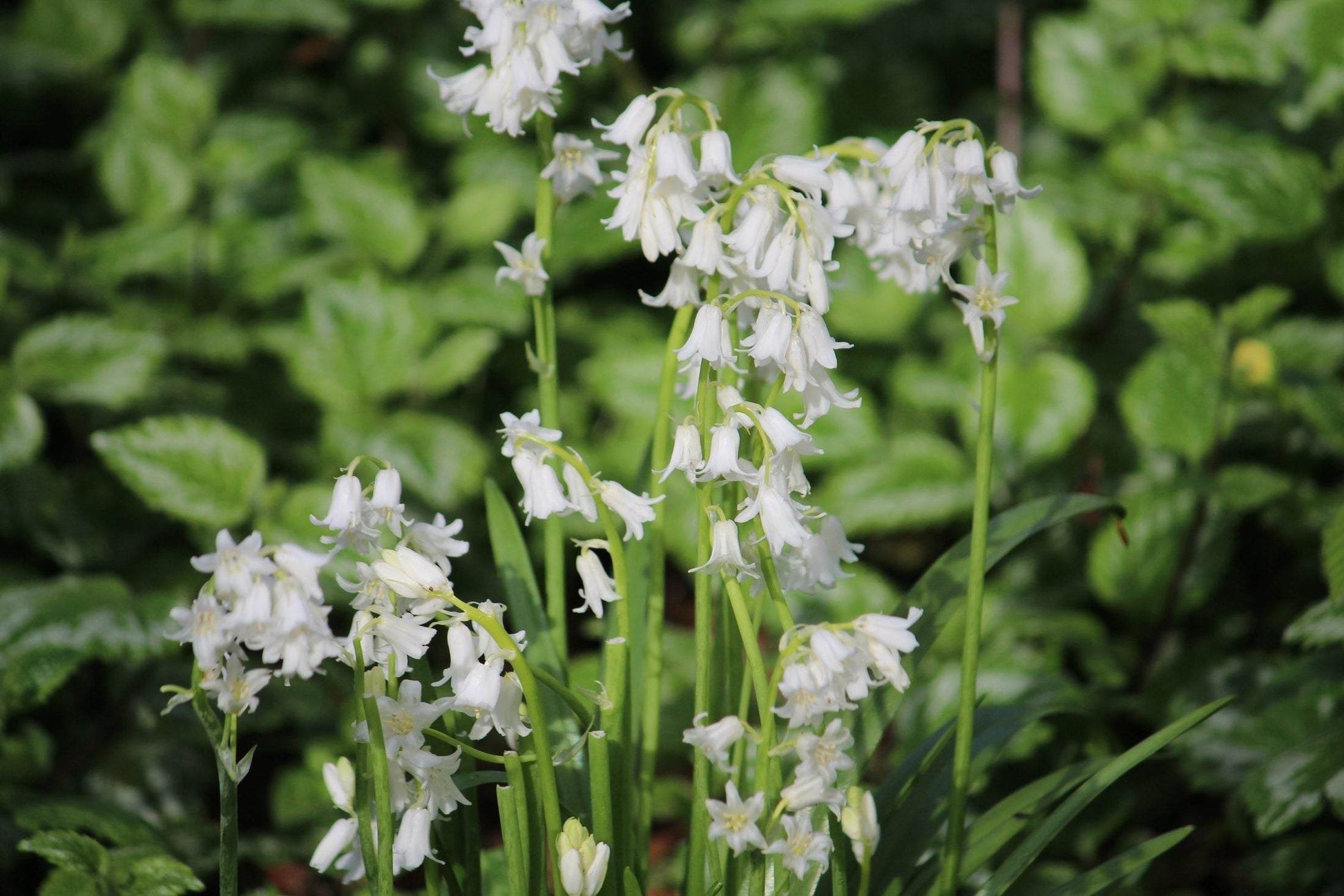 Hyacinthoides non-scripta 'Alba'