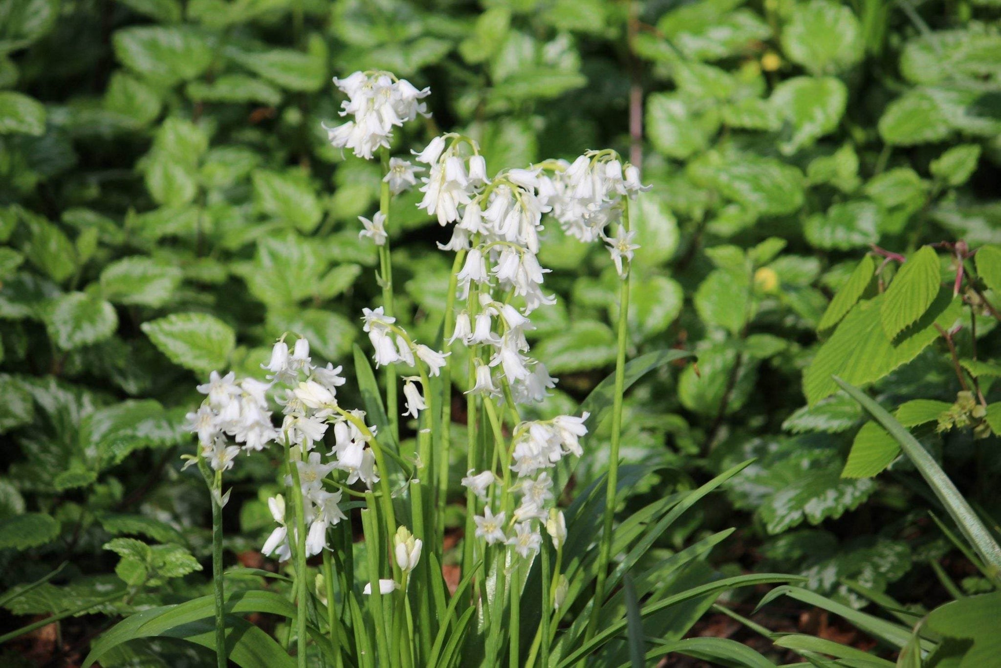 Hyacinthoides non-scripta 'Alba'
