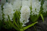Hyacint 'Aiolos'
