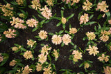 Hyacint 'Gipsy Queen'