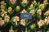 Hyacint 'Gipsy Queen'