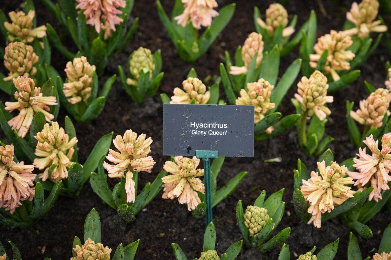 Hyacint 'Gipsy Queen'
