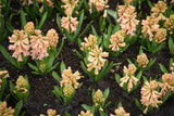 Hyacint 'Gipsy Queen'