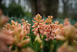 Hyacint 'Gipsy Queen'