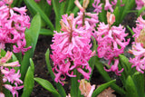Hyacint 'Pink Pearl'