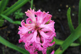 Hyacint 'Pink Pearl'