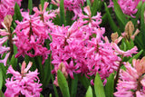 Hyacint 'Pink Pearl'