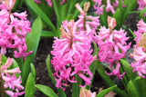 Hyacint 'Pink Pearl'