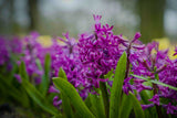 Hyacint 'Purple Sensation'