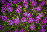 Hyacint 'Purple Sensation'