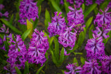 Hyacint 'Purple Sensation'