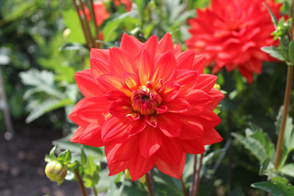 Dahlia 'Bergers Rekord'