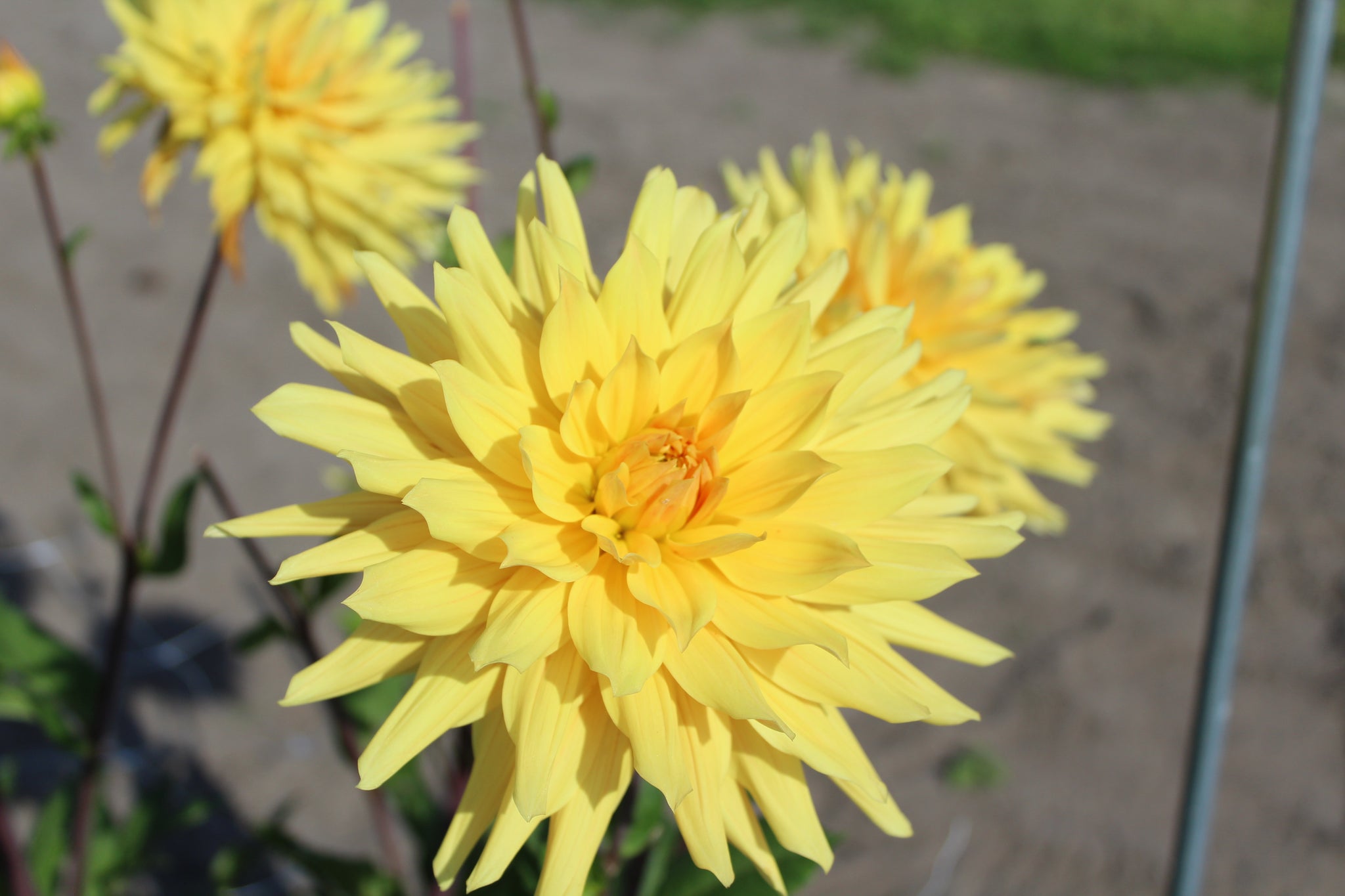 Dahlia 'Encore'