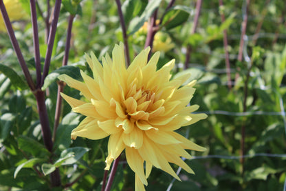 Dahlia 'Encore'