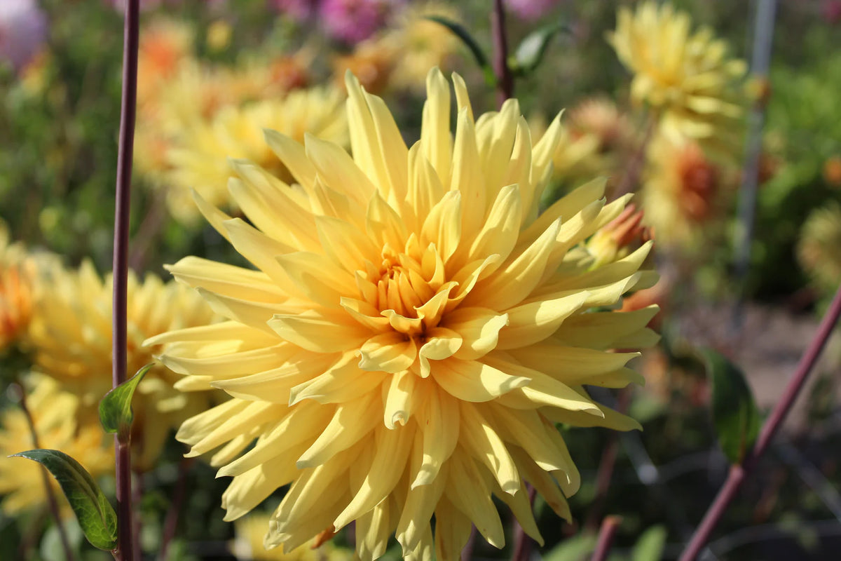 Golden Yellow Dahlia Collection