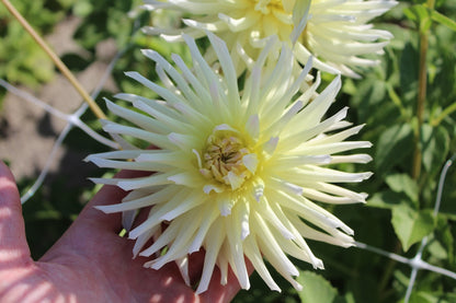 Dahlia 'Shooting star'