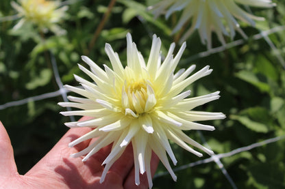 Dahlia 'Shooting star'