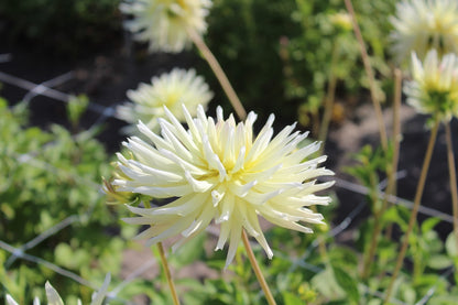 Dahlia 'Shooting star'