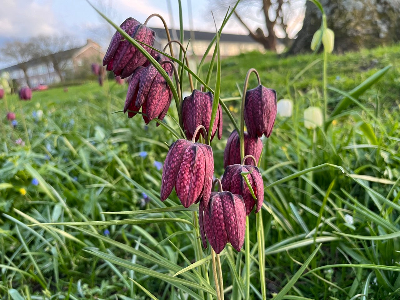 Fritillaria 'Meleagris Collectie'