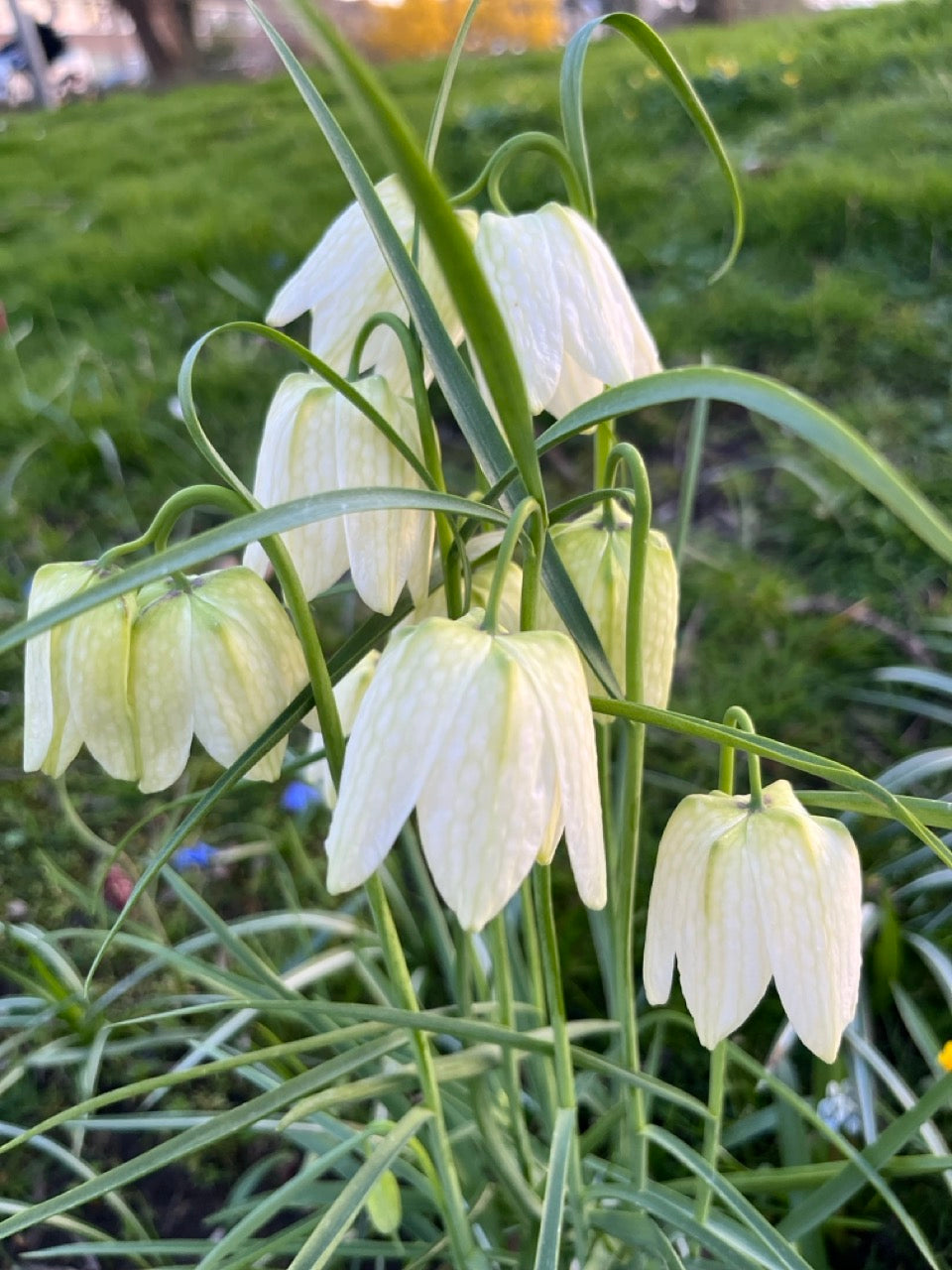 Fritillaria 'Meleagris Collectie'