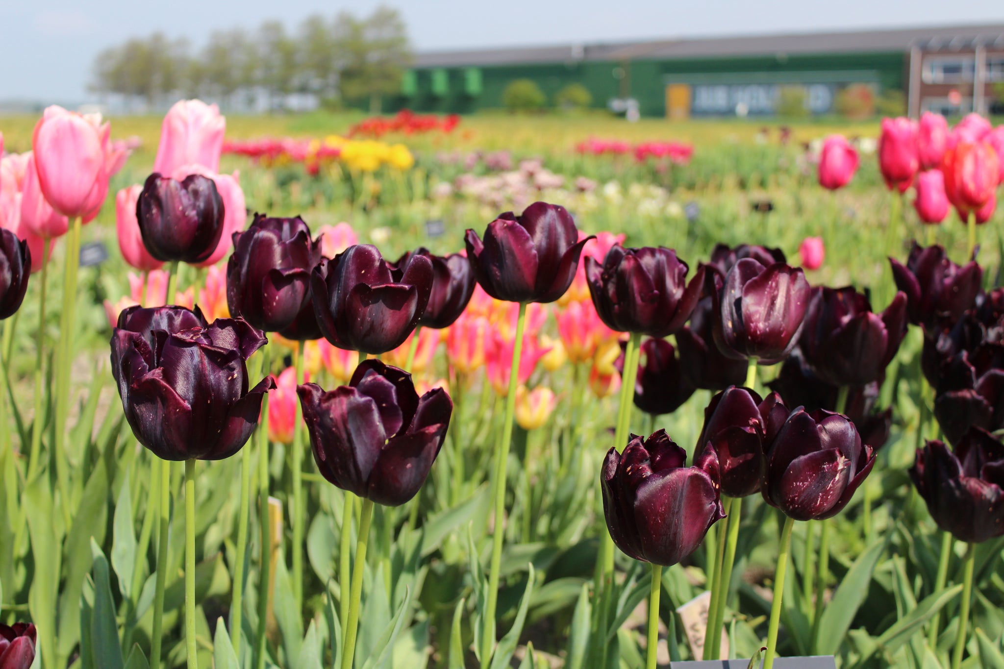 Tulp 'Black Hero'