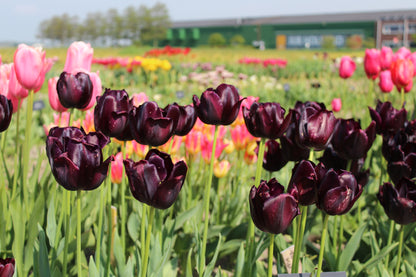 Tulp 'Black Hero'
