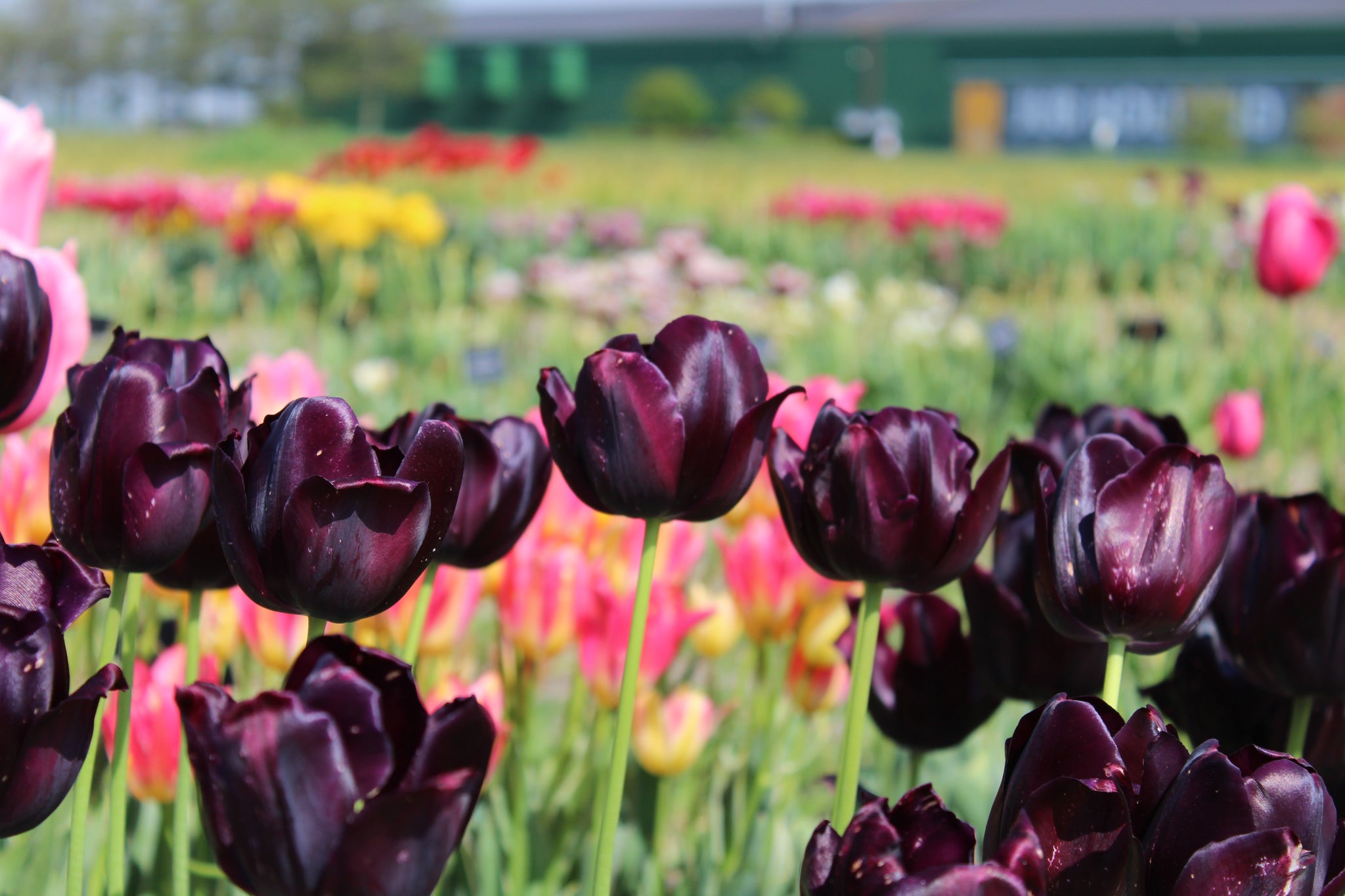 Tulp 'Black Hero'