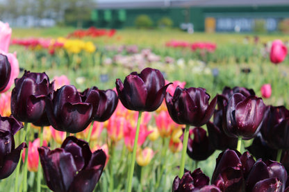 Tulp 'Black Hero'