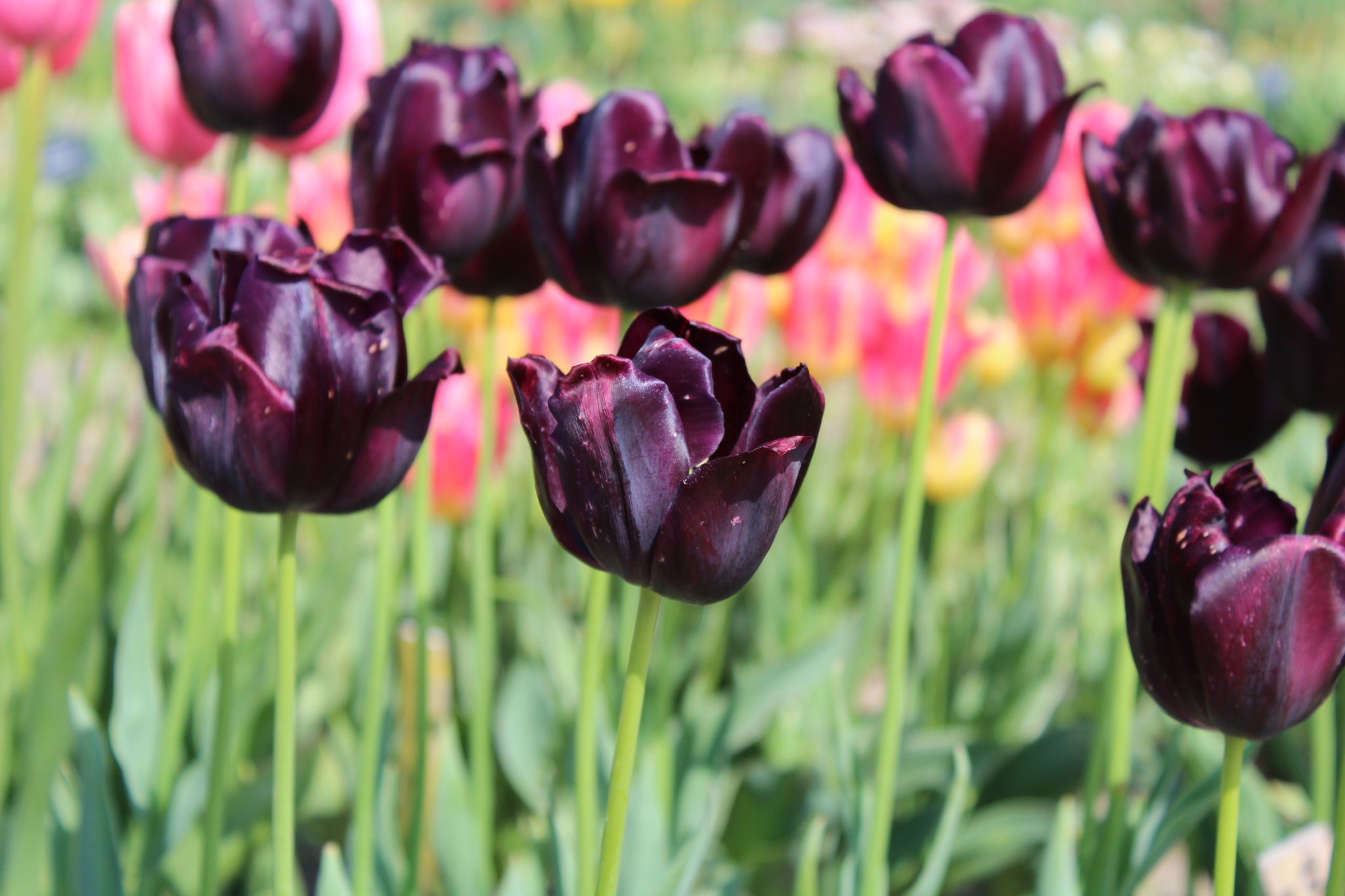 Tulp 'Black Hero'